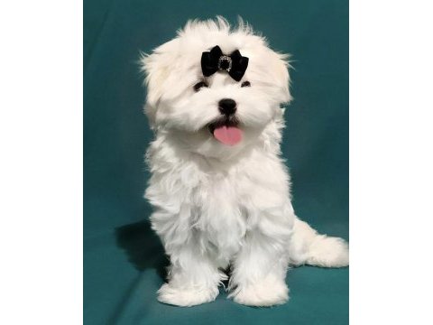 Referans köpeklerimiz için instagram