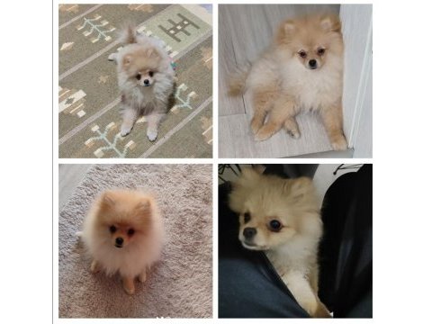 Pomeranian boo dişi 6 aylık
