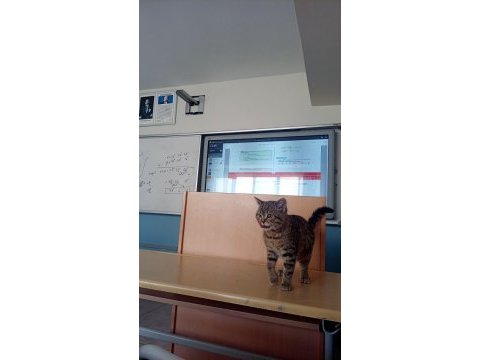 Acilen sahiplendirilmesi gereken tekir kedimiz