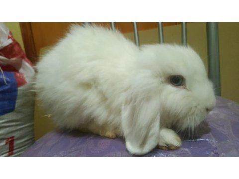 Teddy lop tavşanı
