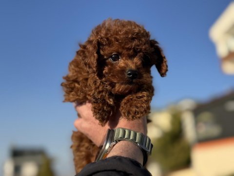Ankarada ziyarete açık redbrown toy poodle lar