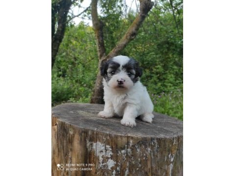 Morkie yavrular