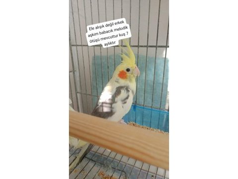 Yavru sultan papağanı ev üretimi