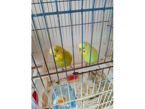 Çift-tekli muhabbet kuşlar