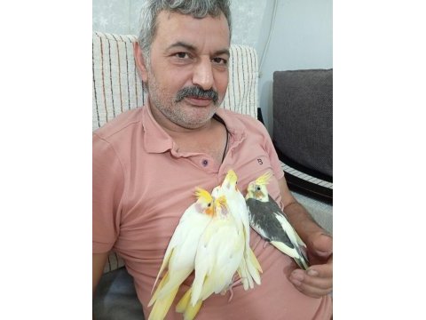 Yavru sultan papağanları