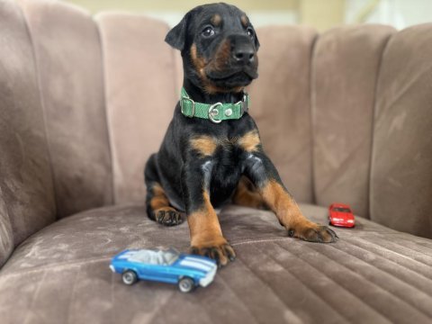 Doberman yavrularımız rezerveye açılmıştır