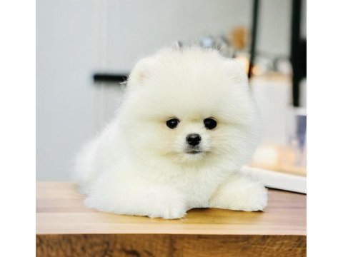 Pomeranian boo
