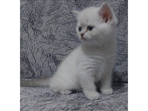 Orjinal british shorthair yavrular