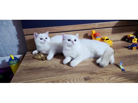 British shorthair saf kan şampiyon aile yavruları