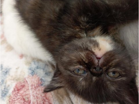 Exotic shorthair yavrularım yeni yuvalarını arıyor