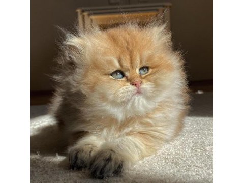British longhair ny11 ny12 bebekler yeni ailelerini bekliyor
