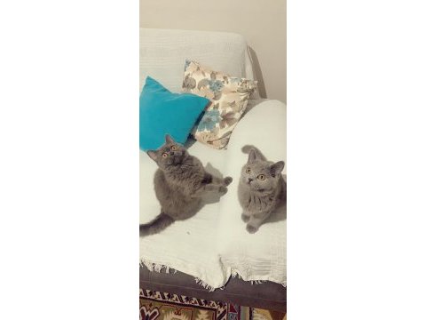 Evden safkan eşsiz yavrularım