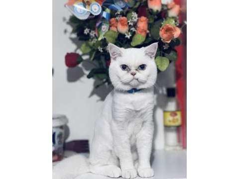 Acil sahiplendirilecek british shorthair