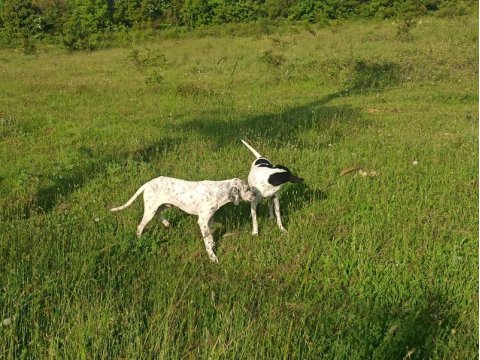 Dalmaçyalı köpeğimiz ücretsiz sahiplendirilecek