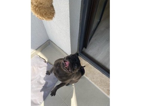 Yetişkin erkek siyah pug