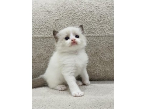 Ragdoll bebekler