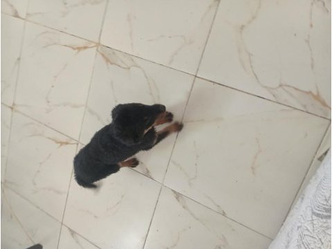 Dişi erkek rottweiler