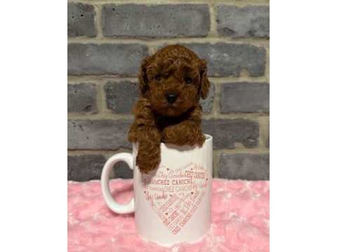Anatomi harikasi poodle bebekler