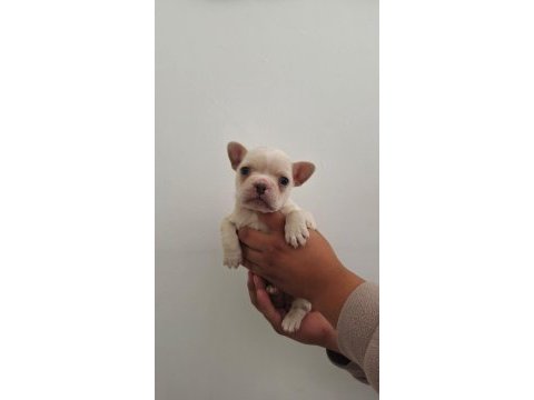 60 günlük french bulldog