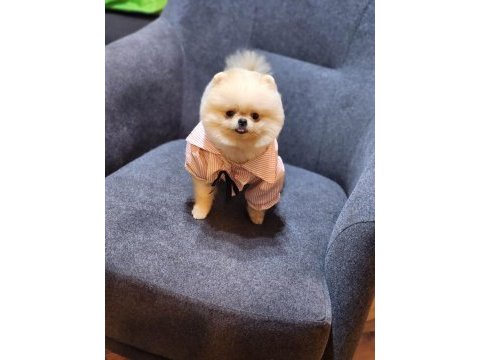 A kalite pomeranian boo teacup dişi