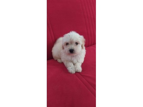 Maltipoo yavru köpeklerimiz