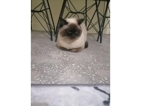 1 yaşında siyam kedisi