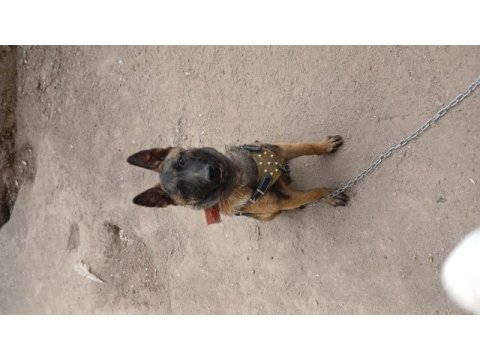 4 aylık dişi belçika malinois