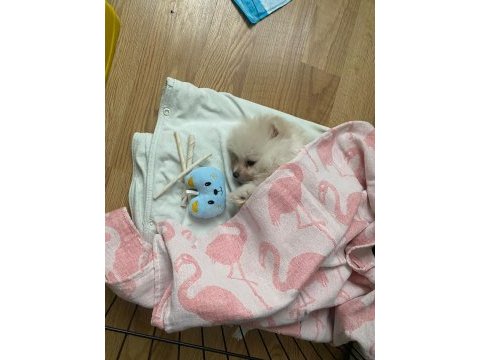 Oyun cambazı pomeranian köpeğim