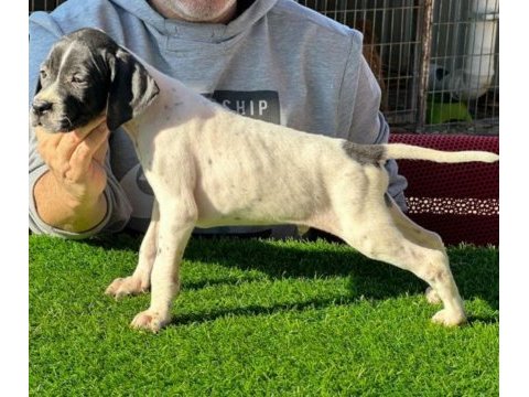 Scr li 10 numara pointer av köpekleri