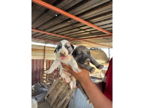 Kangal köpeği yavruları
