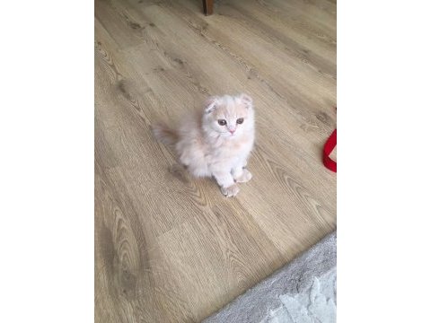 Yavru cins kedi sahiplendirme