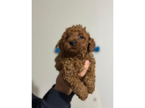 Orijinal toy poodle yavrularımız 2 aylık
