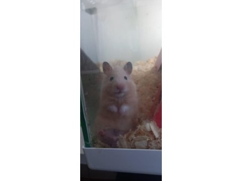Suriye hamster yavru ve sağlıklı