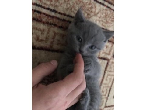 Tatlı mı tatlı 2 aylık british yavrumuz