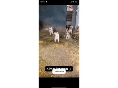 A kalite husky sibirya kurdu yavrularım
