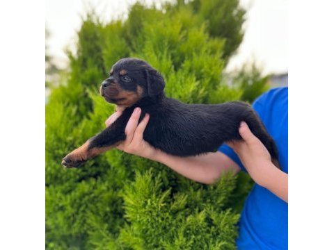 Üst kalite fcı-kıf kayıtlı scr li rottweiler yavrularım
