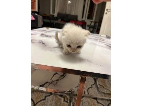 Scottish fold 50 günlük