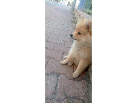 4 aylık pomeranian