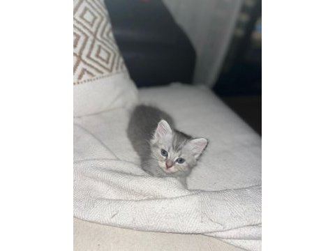 British ve russian blue melez kedilerimiz yuva arıyor