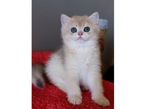 Blue golden dişi yavru british shorthair