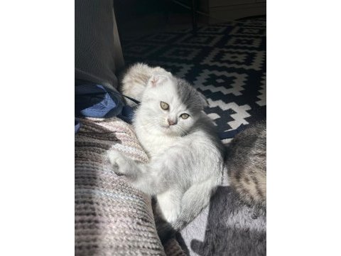 Scottish fold yavru