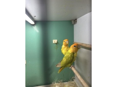 Sevda papağanı damızlık takım garantili