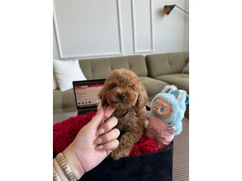 Teacup toypoodle yavrumuz