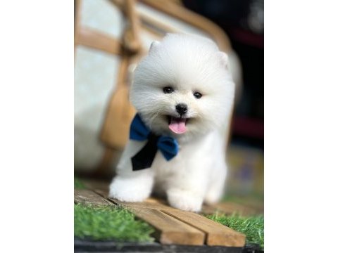 En mini boy pomeranian bebekler