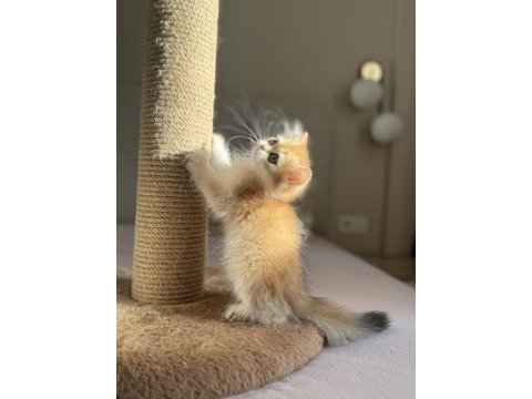 Bebek yüzlü ny11 ny12 golden british longhair