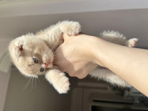 Scottish fold bebek