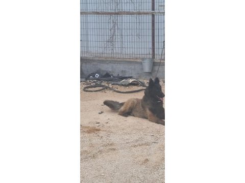 Sevgine zamanına emeğine değecek malinois arayanlara
