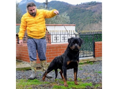 Fcı-kıf resmı uretımlı grand sampıyon rottweiler torunlar