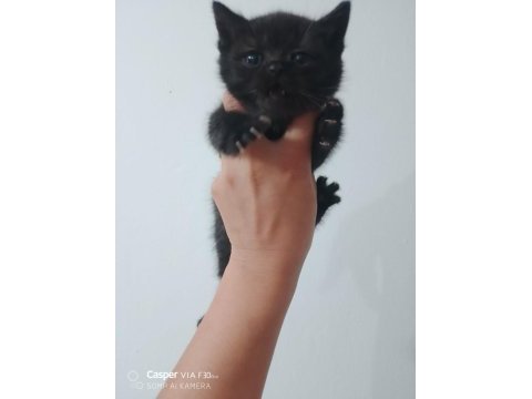 2.5 aylik gri bebekler
