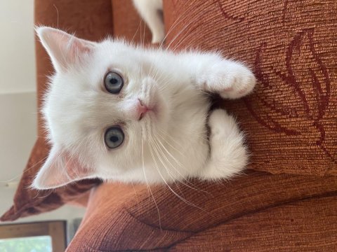 Kendi kedimin british shorthair yavrularımız